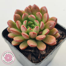 Load image into Gallery viewer, Graptoveria Pink Ruby