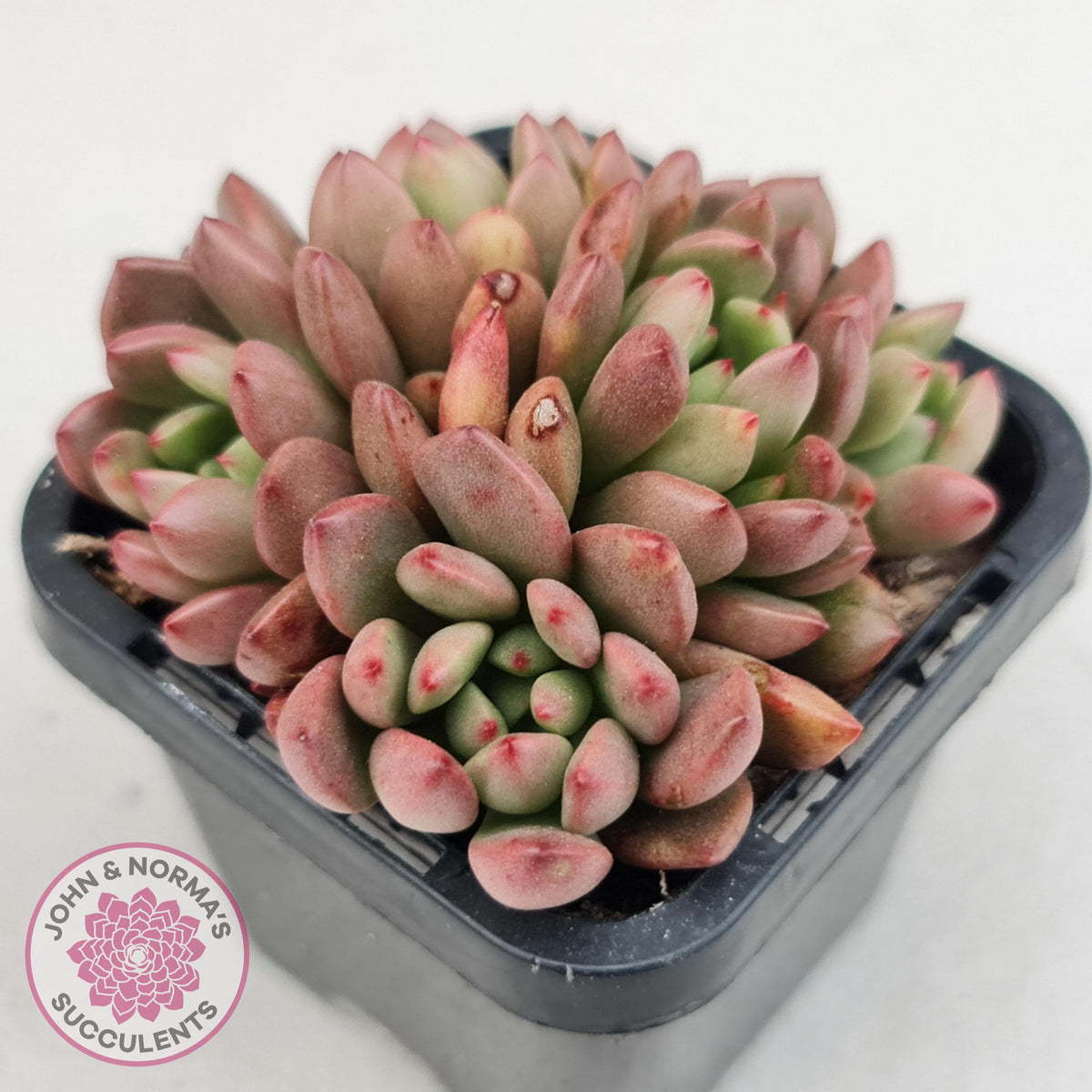 Graptoveria Pink Ruby