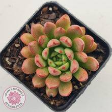 Load image into Gallery viewer, Graptoveria Pink Ruby