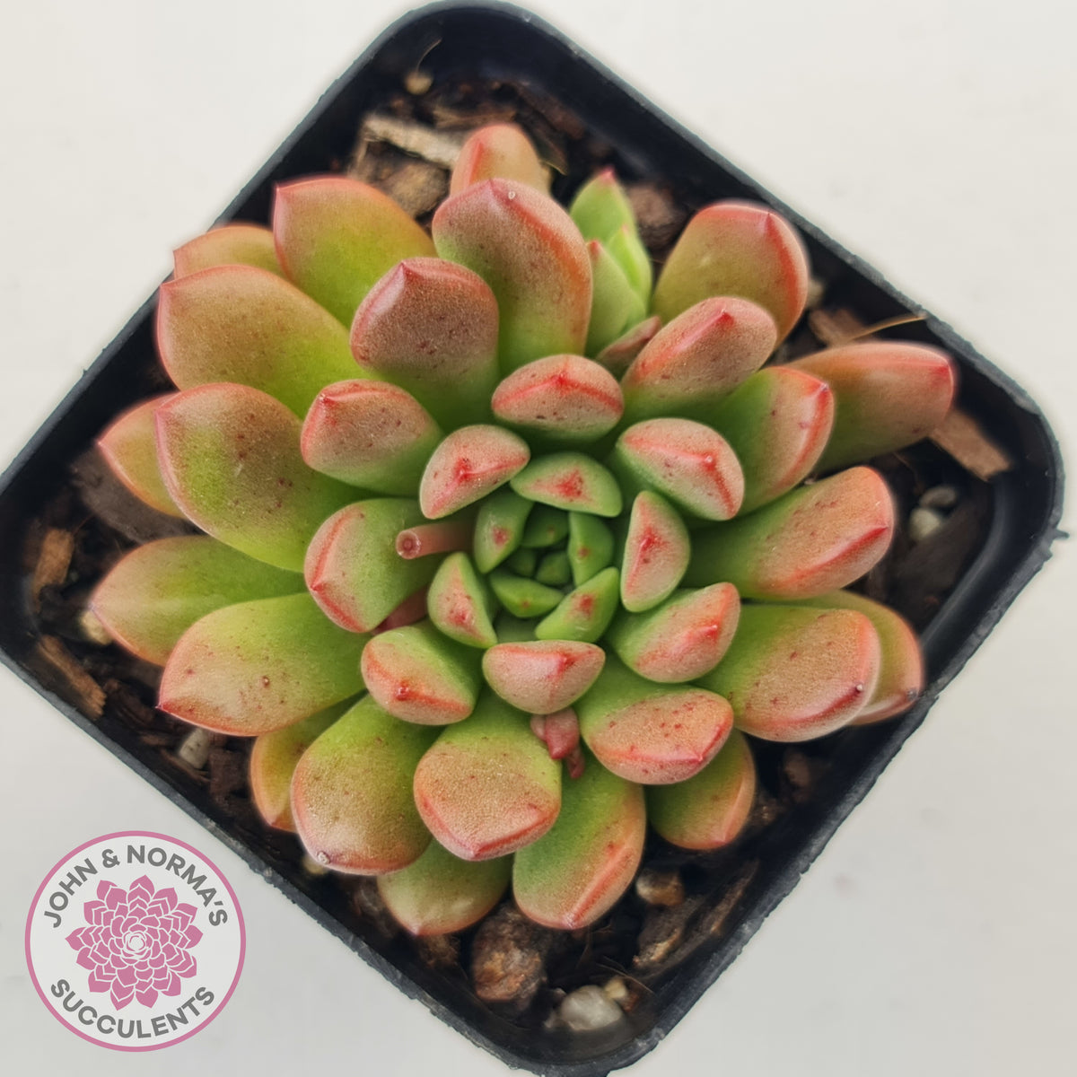 Graptoveria Pink Ruby