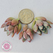 Load image into Gallery viewer, Graptoveria 'Purple Dream' - Cuttings x 3 - John & Norma's Succulents Australia