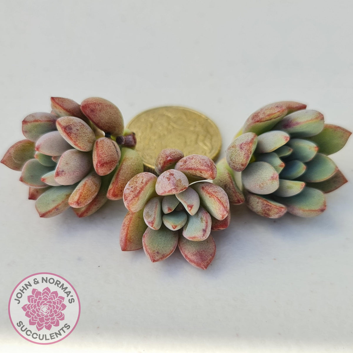 Graptoveria 'Purple Dream' - Cuttings x 3