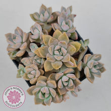 Load image into Gallery viewer, Graptoveria Rose Queen - Small form - John & Norma's Succulents