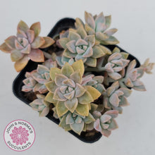 Load image into Gallery viewer, Graptoveria Rose Queen - Small form - John & Norma's Succulents