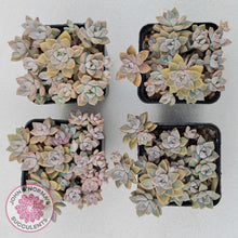 Load image into Gallery viewer, Graptoveria Rose Queen - Small form - John & Norma's Succulents