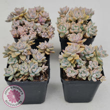 Load image into Gallery viewer, Graptoveria Rose Queen - Small form - John & Norma's Succulents