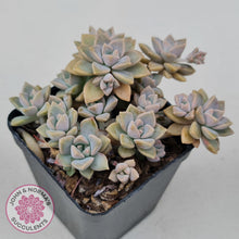 Load image into Gallery viewer, Graptoveria Rose Queen - Small form - John & Norma's Succulents