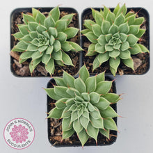 Load image into Gallery viewer, Graptoveria Silver Star - John & Norma's Succulents Australia
