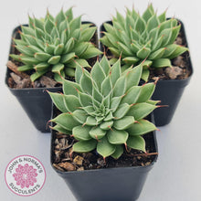 Load image into Gallery viewer, Graptoveria Silver Star - John & Norma's Succulents Australia