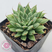 Load image into Gallery viewer, Graptoveria Silver Star - John & Norma's Succulents Australia