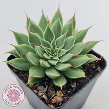 Load image into Gallery viewer, Graptoveria Silver Star - John & Norma's Succulents Australia