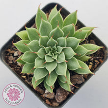 Load image into Gallery viewer, Graptoveria Silver Star - John & Norma's Succulents Australia