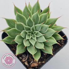 Load image into Gallery viewer, Graptoveria Silver Star - John & Norma's Succulents Australia