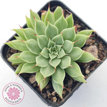 Load image into Gallery viewer, Graptoveria Silver Star - John & Norma's Succulents Australia