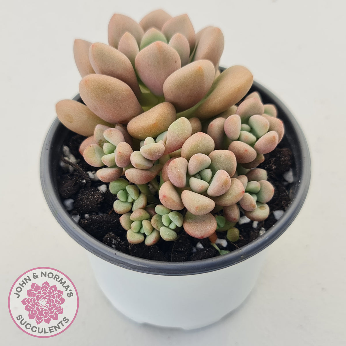 Graptoveria 'avant-garde'