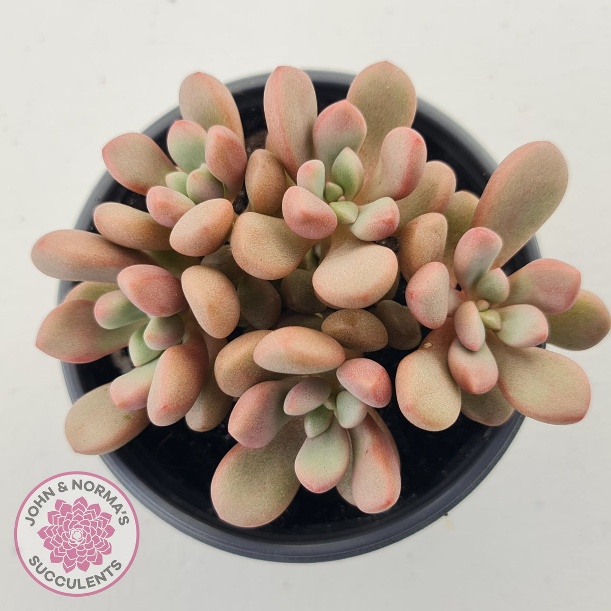 Graptoveria 'avant-garde'