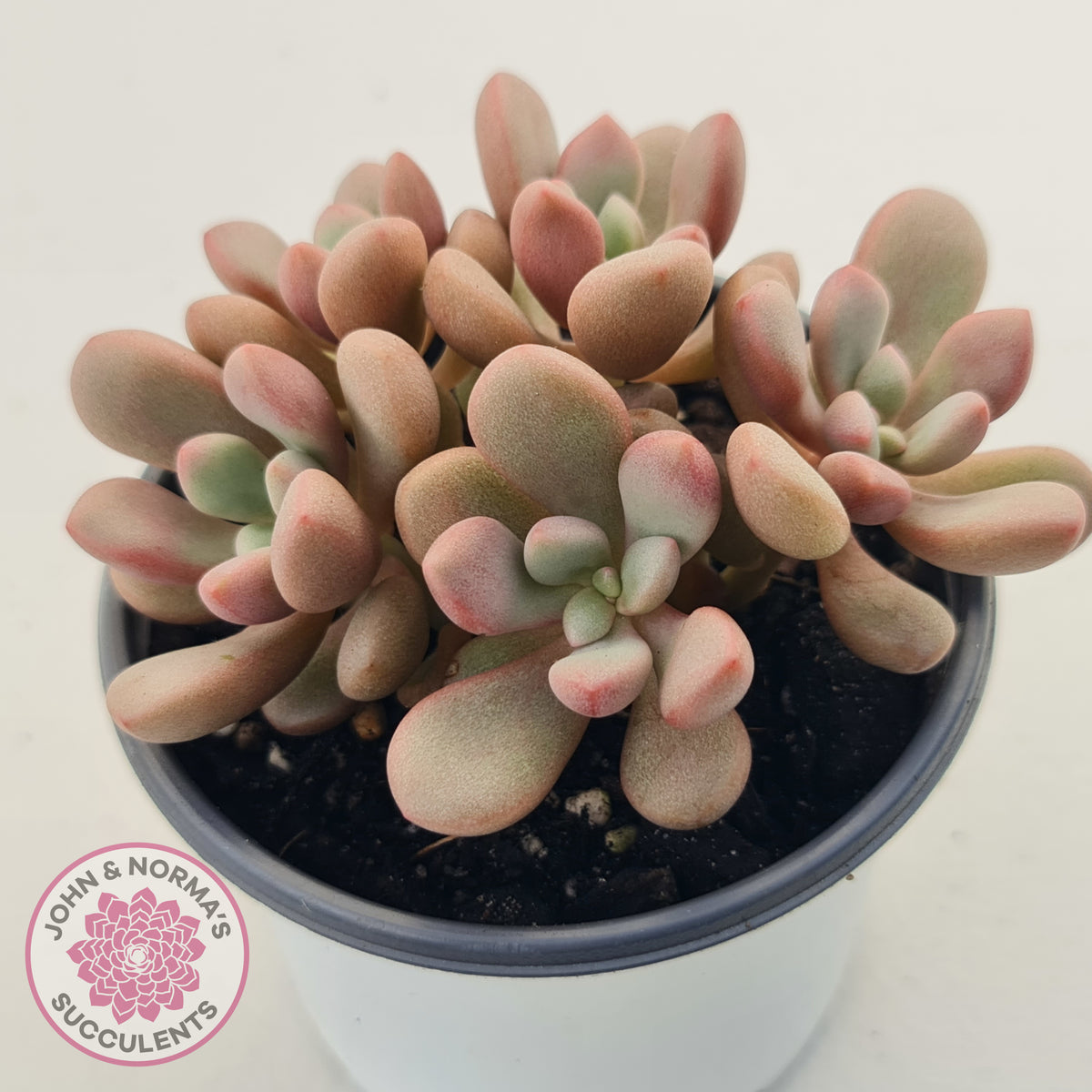 Graptoveria 'avant-garde'