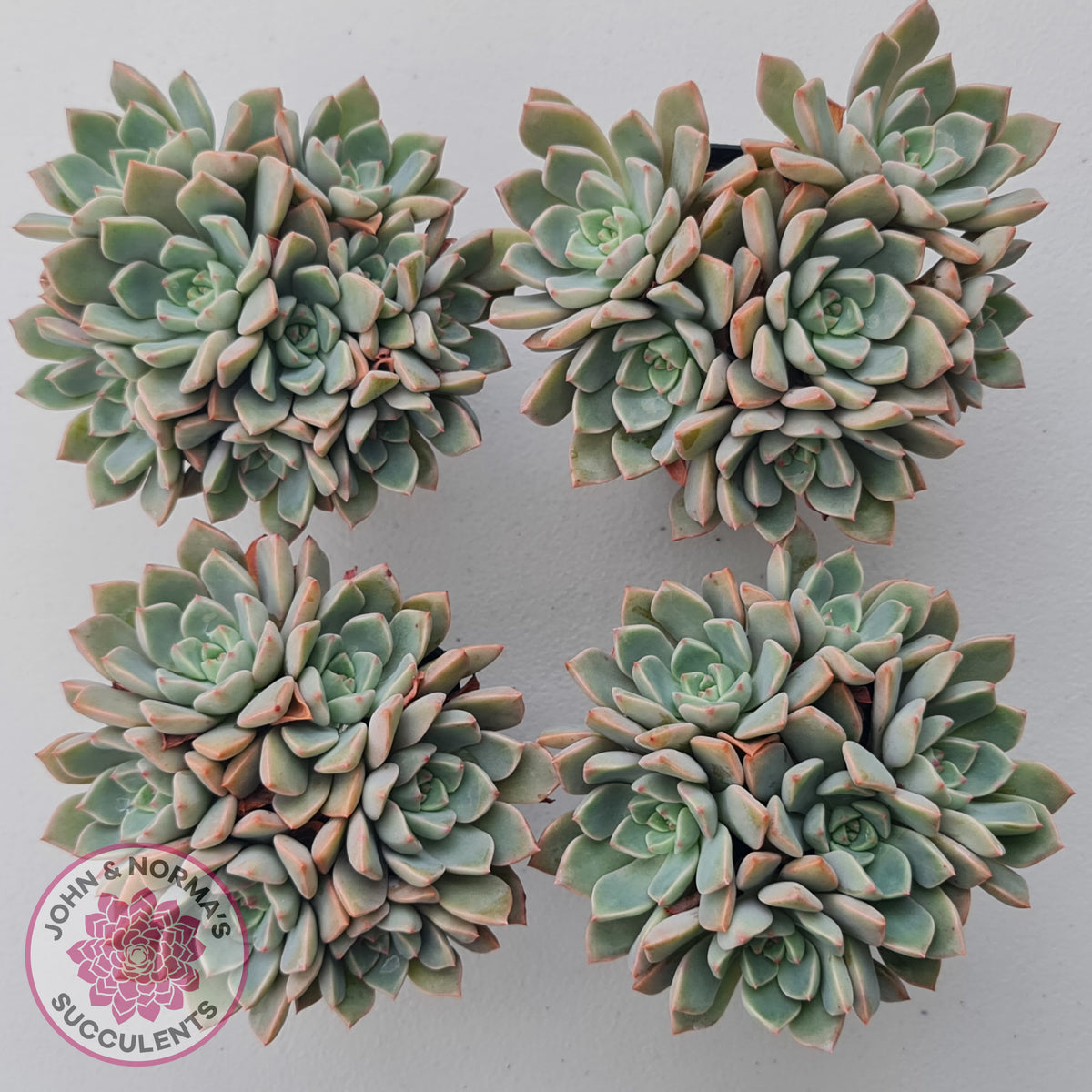 Graptoveria Marpin (Rose Queen)