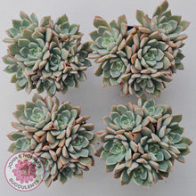 Load image into Gallery viewer, Graptoveria Marpin (Rose Queen)