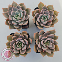 Load image into Gallery viewer, Graptoveria Marpin (Rose Queen)