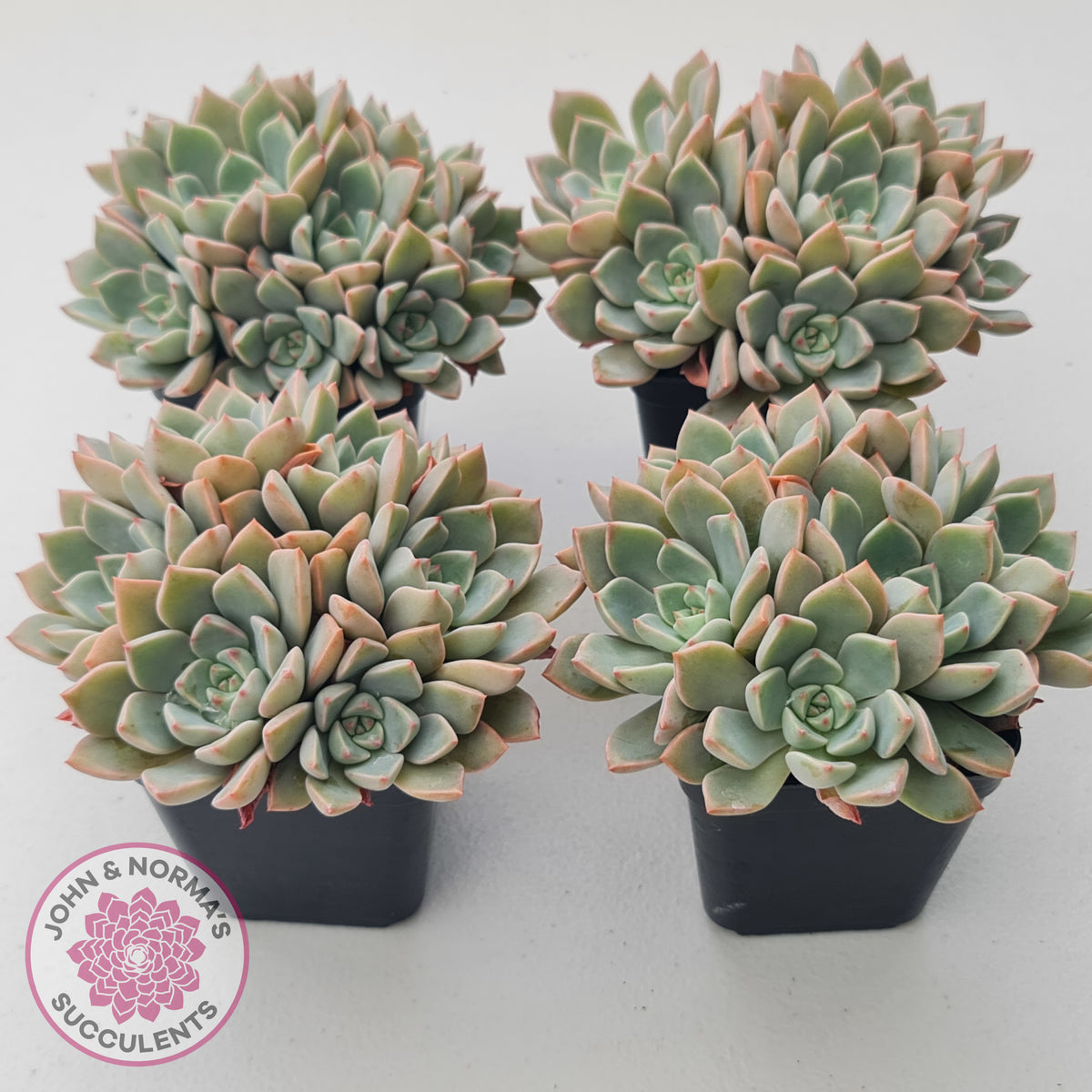 Graptoveria Marpin (Rose Queen)