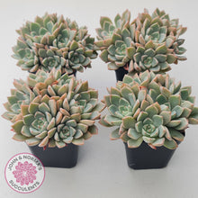 Load image into Gallery viewer, Graptoveria Marpin (Rose Queen)