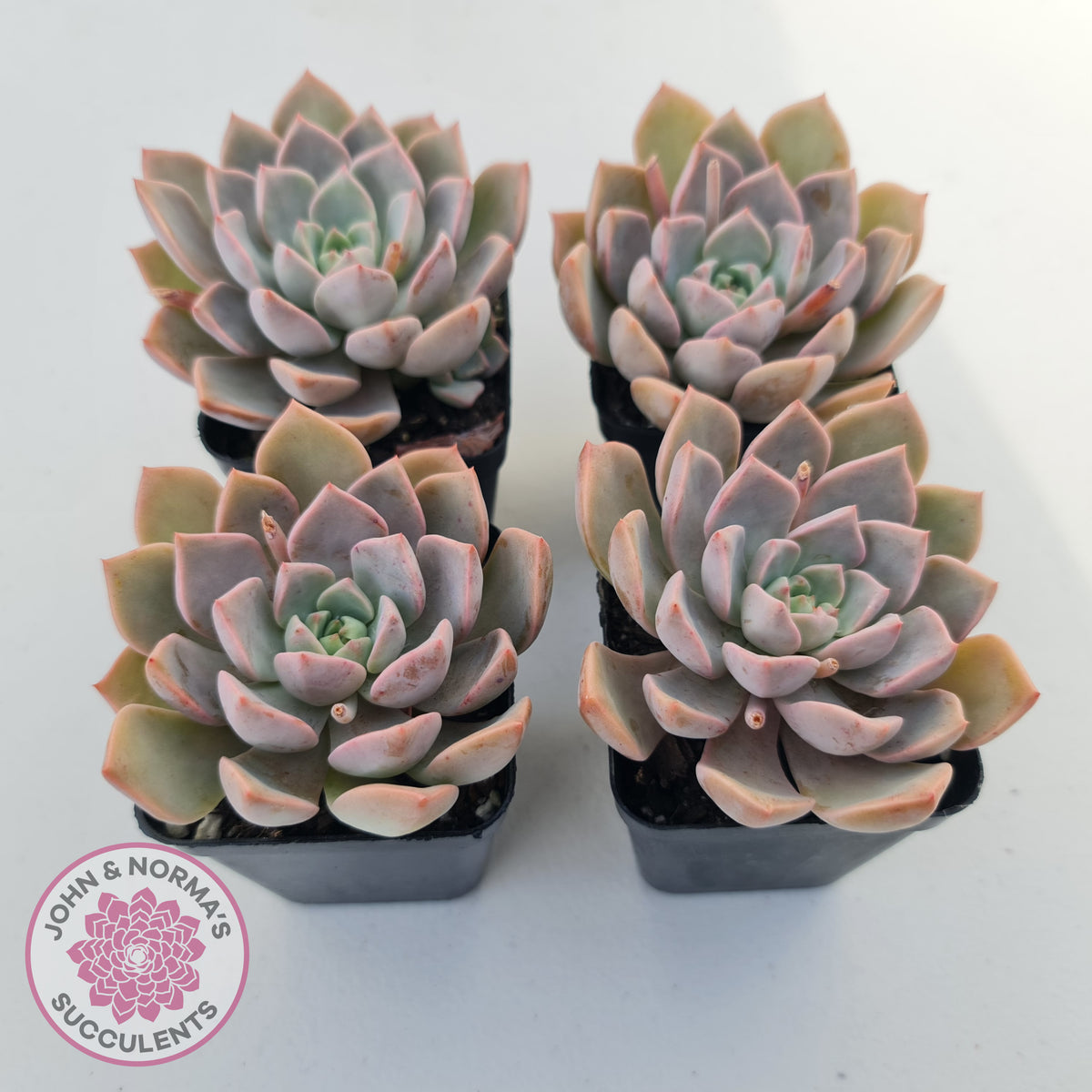 Graptoveria Marpin (Rose Queen)