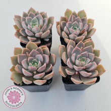 Load image into Gallery viewer, Graptoveria Marpin (Rose Queen)