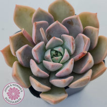 Load image into Gallery viewer, Graptoveria Marpin (Rose Queen)