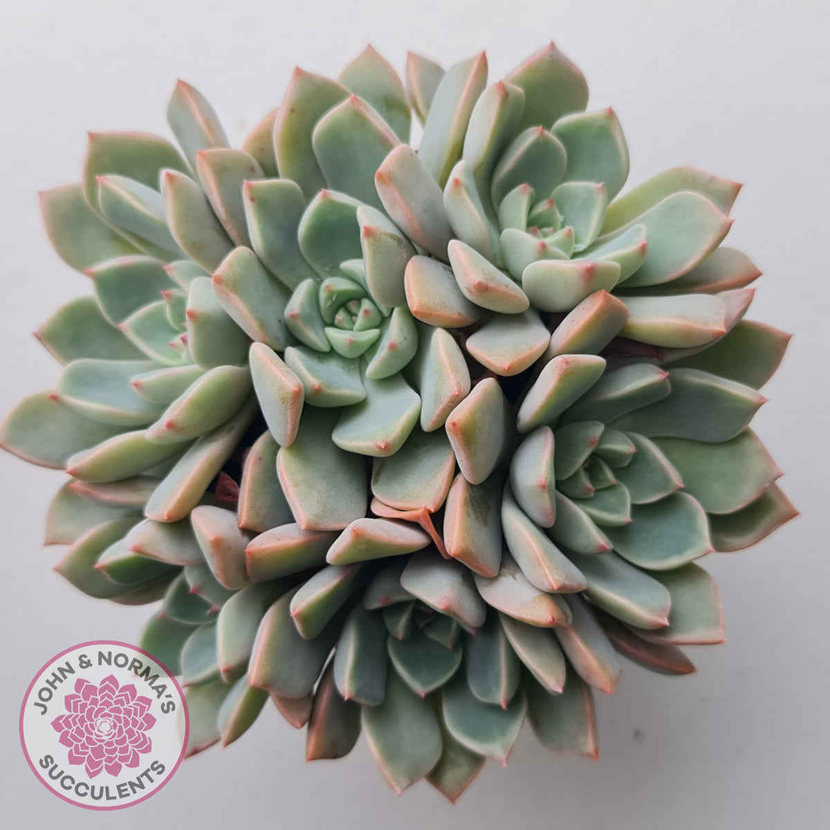 Graptoveria Marpin (Rose Queen)