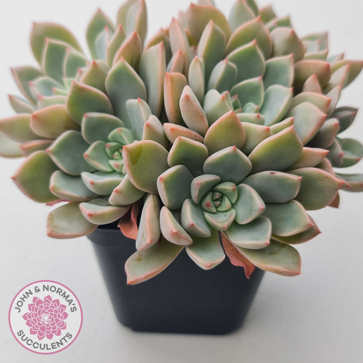 Graptoveria Marpin (Rose Queen)