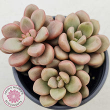 Load image into Gallery viewer, Graptoveria 'avant-garde' - John & Norma's Succulents