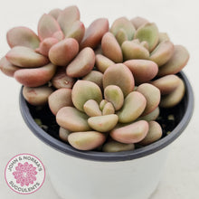 Load image into Gallery viewer, Graptoveria 'avant-garde' - John & Norma's Succulents