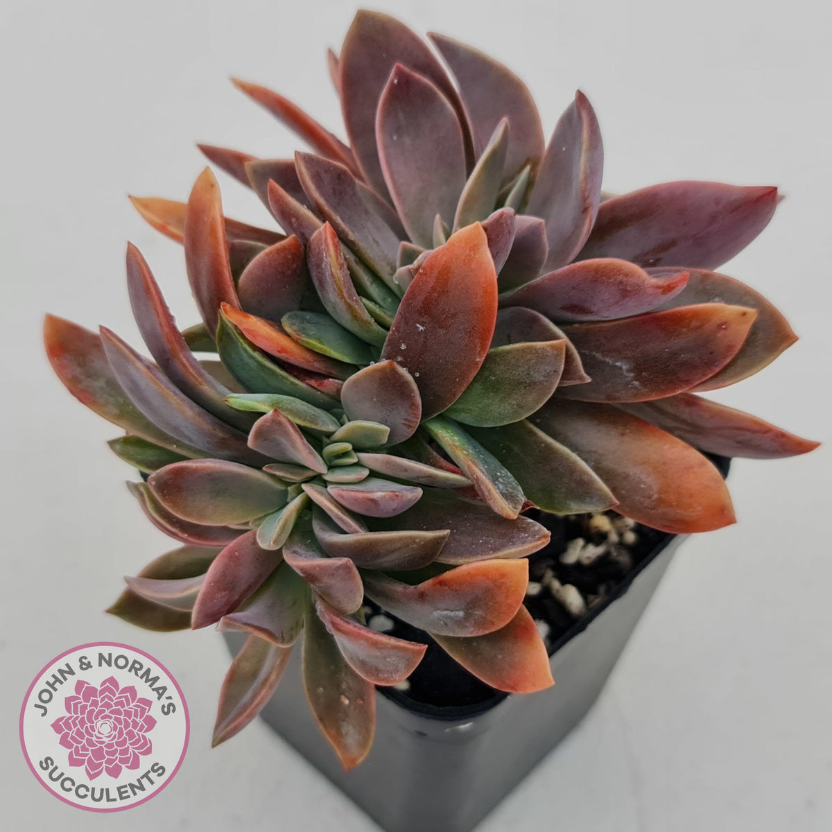 Graptoveria Fred Ives Crested