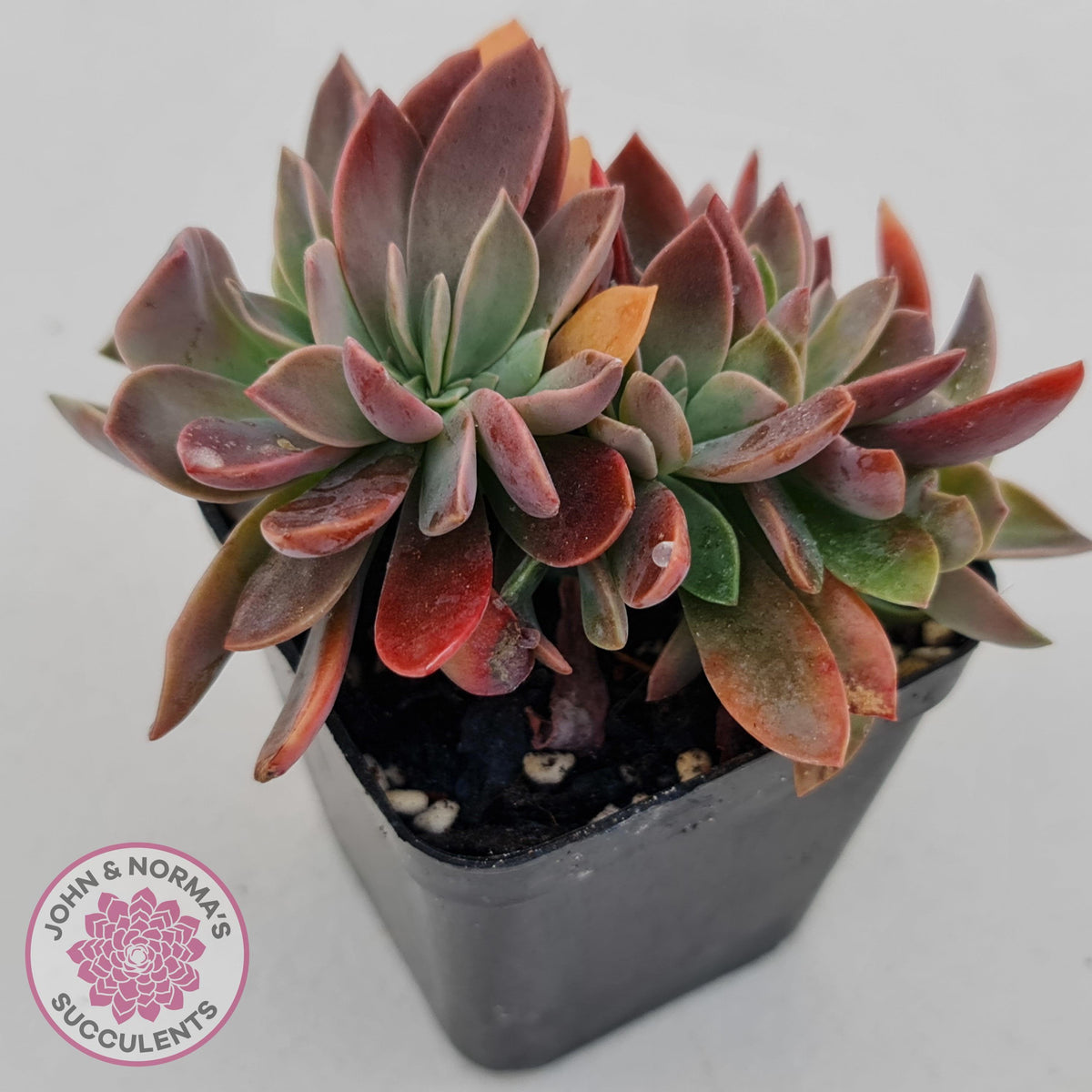 Graptoveria Fred Ives Crested