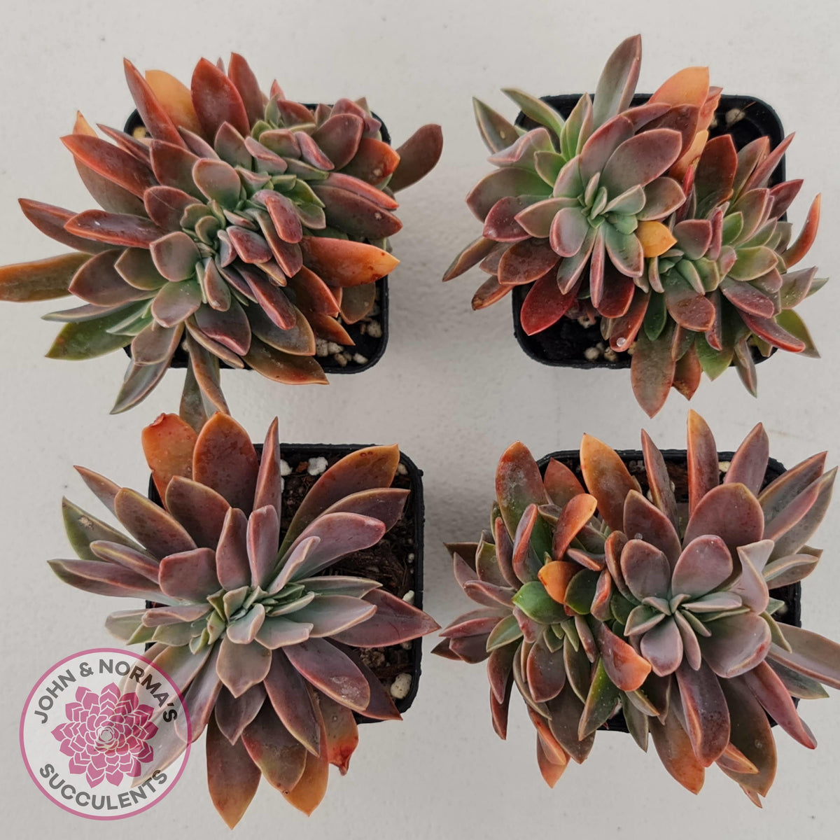 Graptoveria Fred Ives Crested