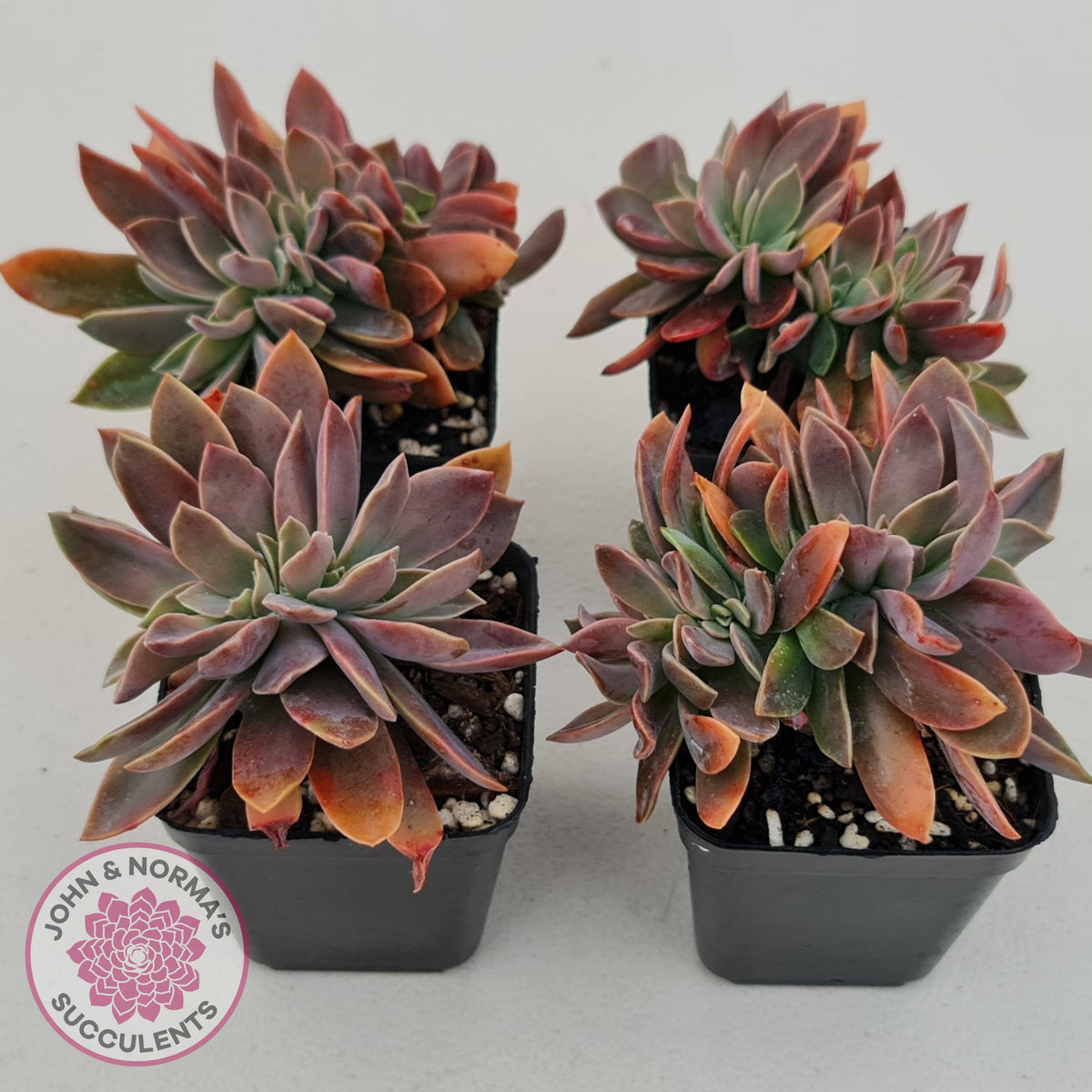 Graptoveria Fred Ives Crested