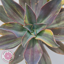 Load image into Gallery viewer, Graptoveria 'Fred Ives Variegata' (Yellow/Gold Variegation)