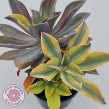 Load image into Gallery viewer, Graptoveria 'Fred Ives Variegata' (Yellow/Gold Variegation)