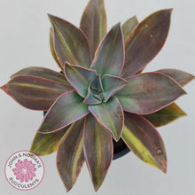 Load image into Gallery viewer, Graptoveria 'Fred Ives Variegata' (Yellow/Gold Variegation)