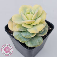 Load image into Gallery viewer, Graptoveria Lovely Rose Variegated