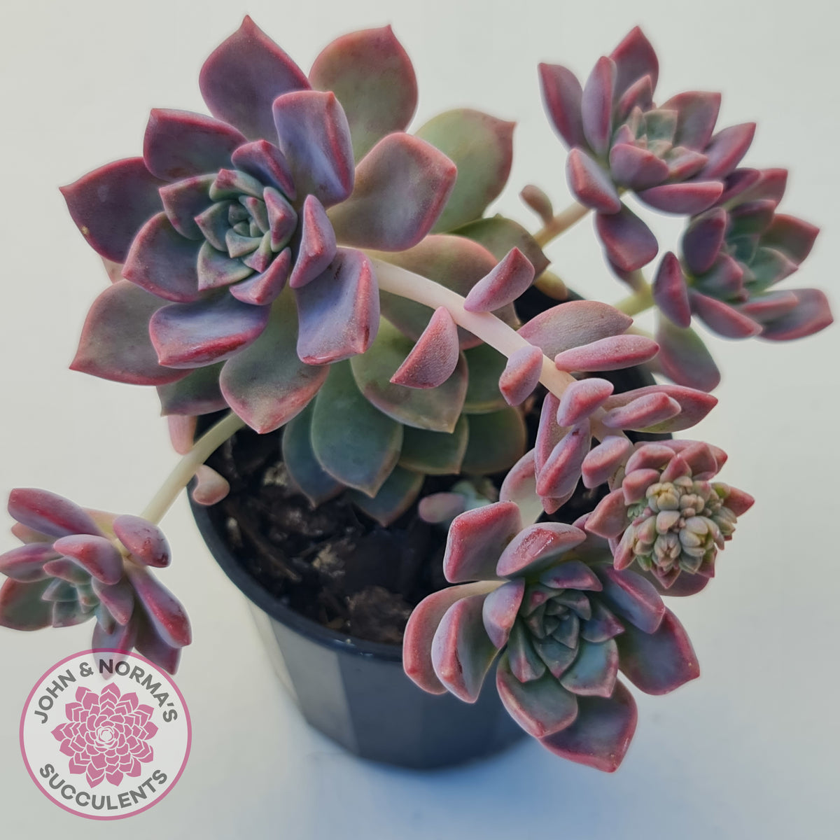 Graptoveria Rose Queen - Small form