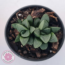Load image into Gallery viewer, Haworthia Heidelbergensis - John & Norma's Succulents Australia
