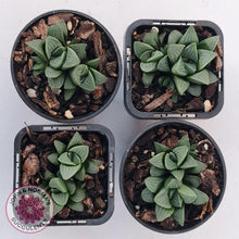 Load image into Gallery viewer, Haworthia Heidelbergensis - John & Norma's Succulents Australia