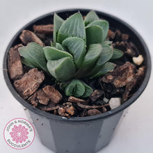 Load image into Gallery viewer, Haworthia Heidelbergensis - John & Norma's Succulents Australia