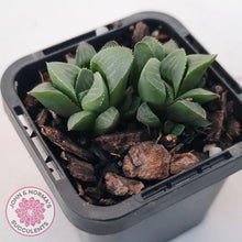 Load image into Gallery viewer, Haworthia Heidelbergensis - John & Norma's Succulents Australia