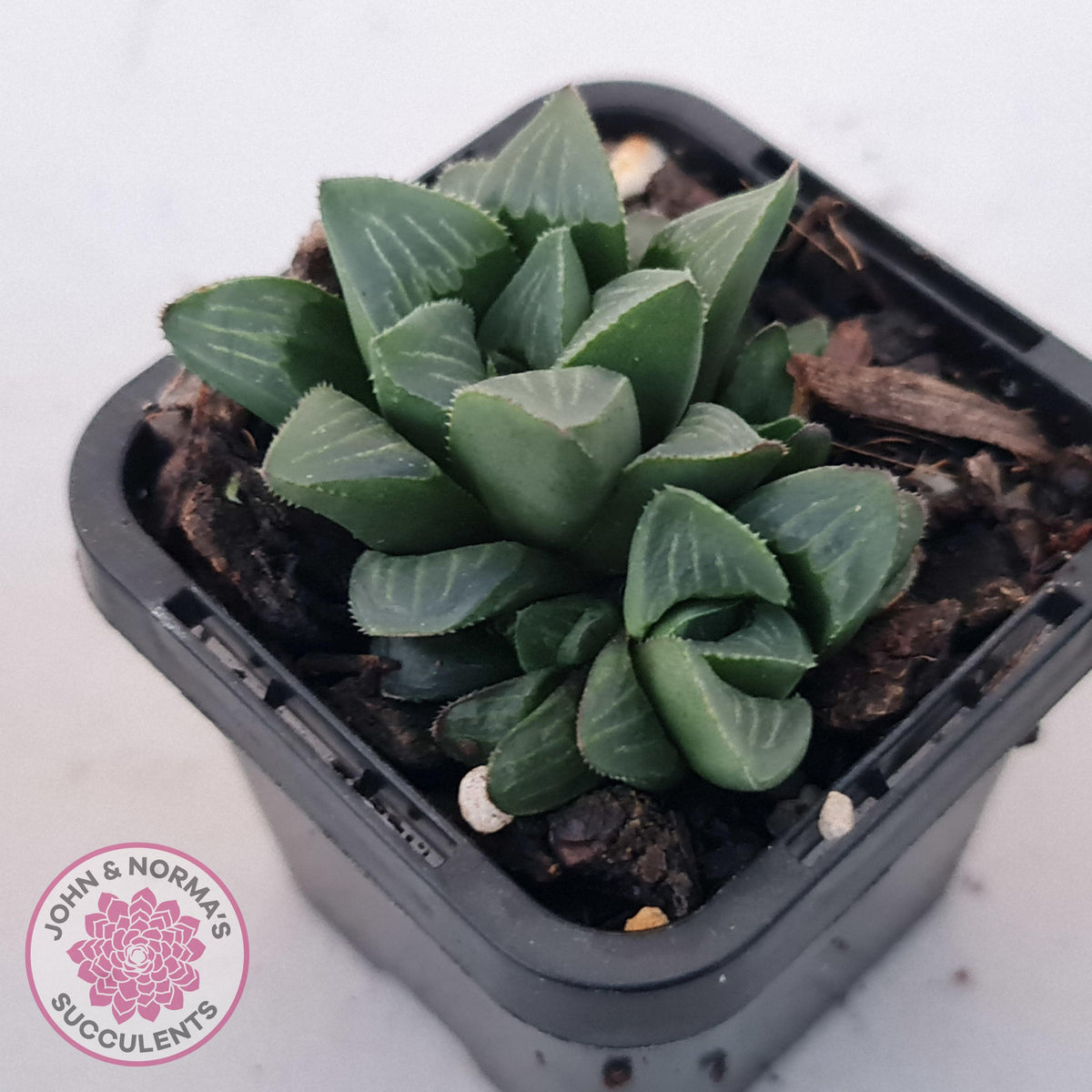 Haworthia Heidelbergensis