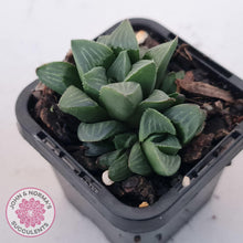 Load image into Gallery viewer, Haworthia Heidelbergensis - John & Norma's Succulents Australia
