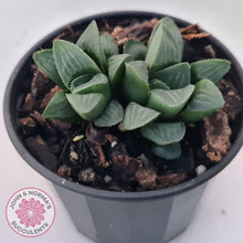 Load image into Gallery viewer, Haworthia Heidelbergensis - John & Norma's Succulents Australia