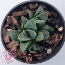 Load image into Gallery viewer, Haworthia Heidelbergensis - John & Norma's Succulents Australia